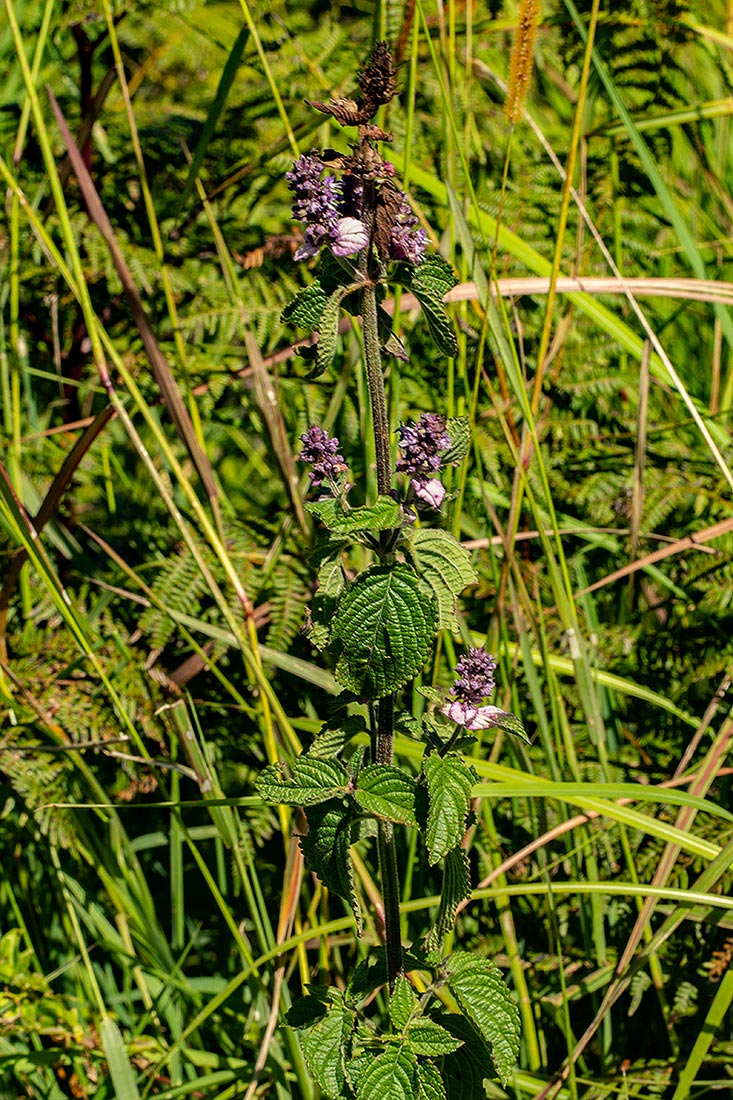 Platostoma rotundifolium Platostoma rotundifolium