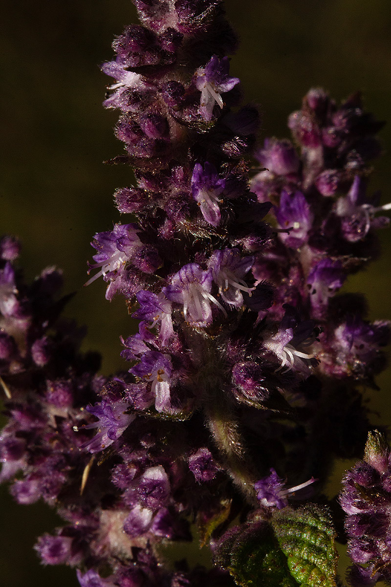 Platostoma rotundifolium Platostoma rotundifolium