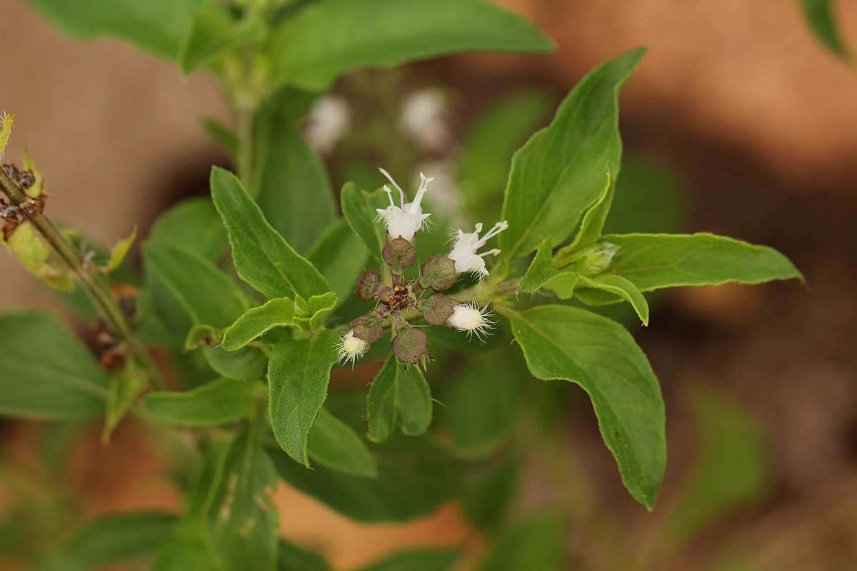 Ocimum americanum Ocimum americanum