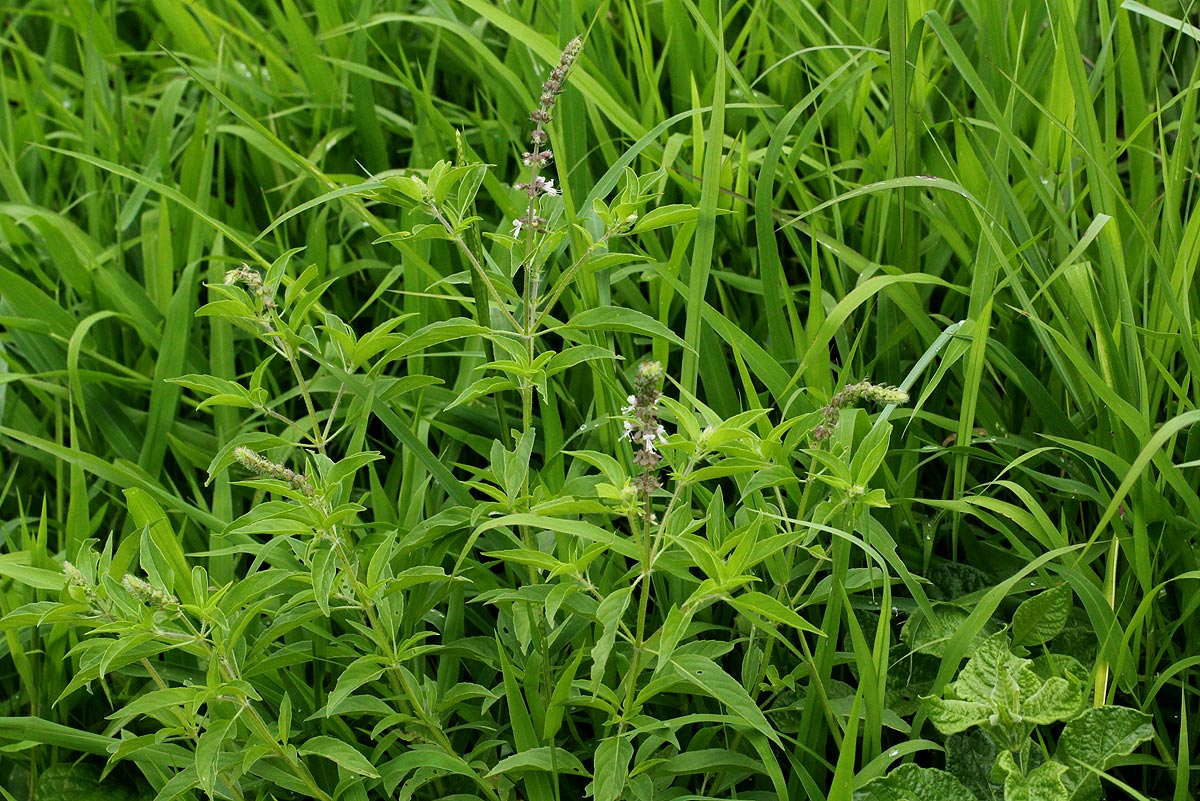 Ocimum americanum Ocimum americanum