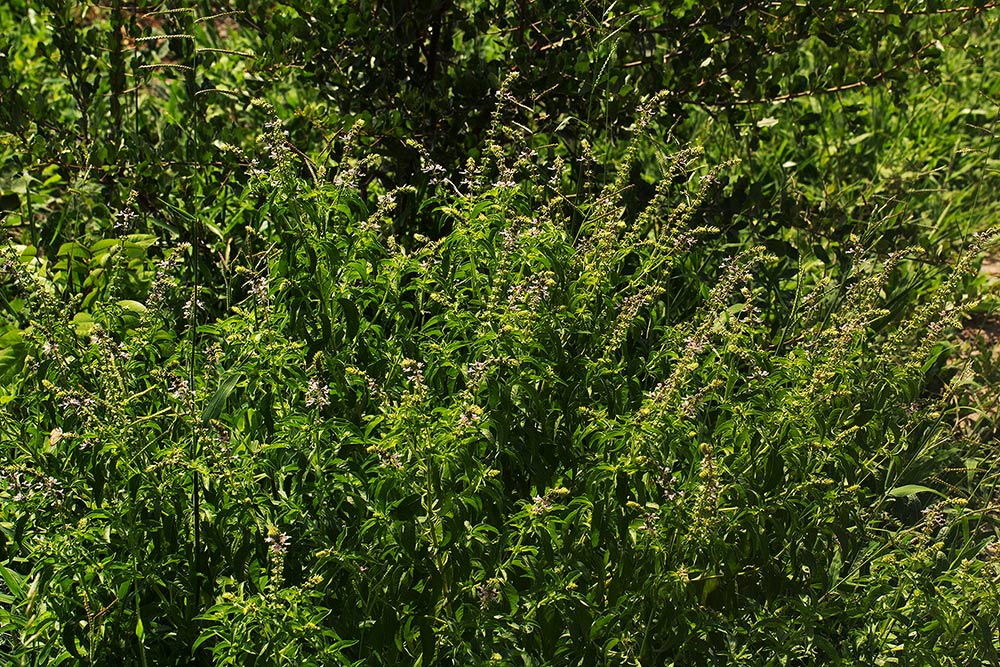 Ocimum americanum Ocimum americanum