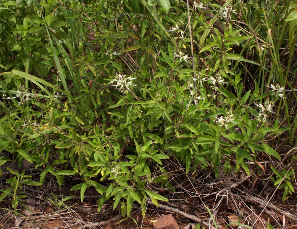 Ocimum filamentosum Ocimum filamentosum