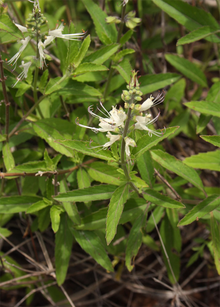 Ocimum filamentosum Ocimum filamentosum