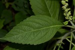 Ocimum gratissimum subsp. gratissimum var. gratissimum