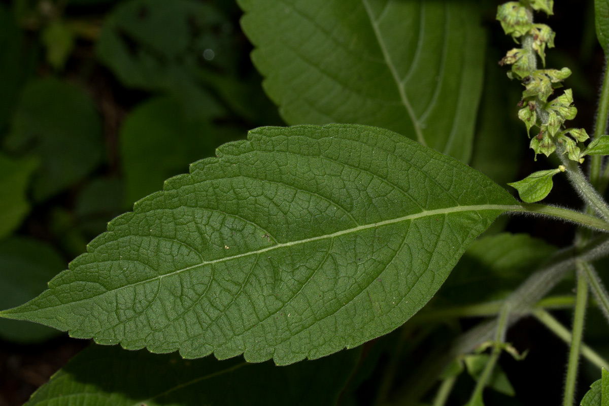 Ocimum gratissimum subsp. gratissimum var. gratissimum Ocimum gratissimum subsp. gratissimum var. gratissimum