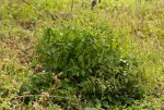 Ocimum gratissimum subsp. gratissimum var. gratissimum