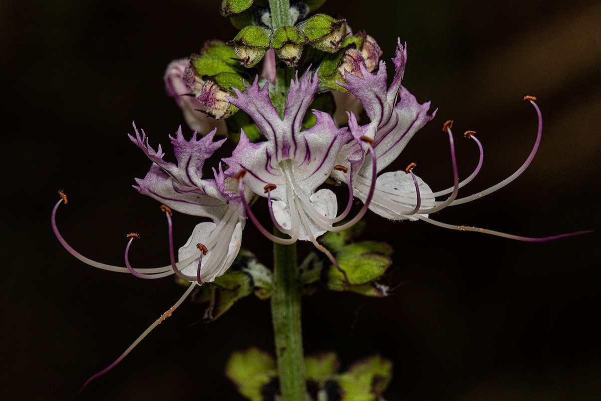 Ocimum obovatum subsp. obovatum var. obovatum Ocimum obovatum subsp. obovatum var. obovatum