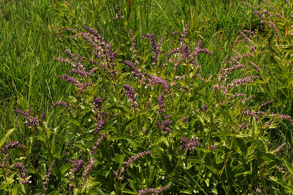 Orthosiphon schimperi