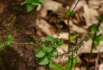 Orthosiphon thymiflorus