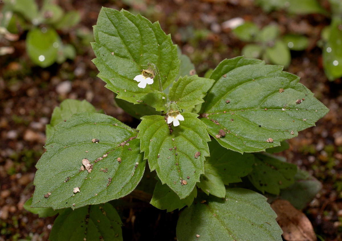 Diclis ovata Diclis ovata