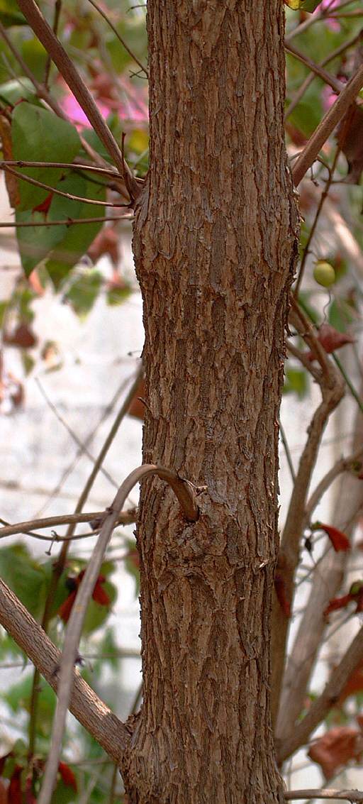 Halleria lucida