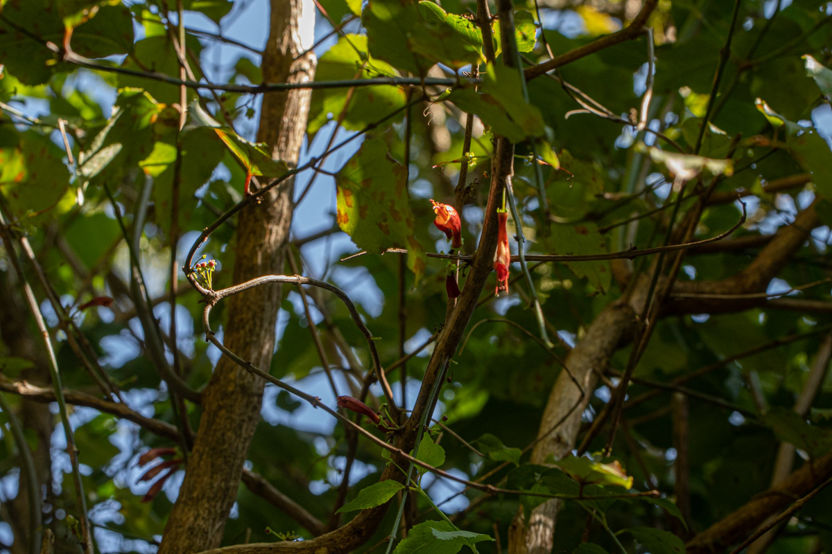 Halleria lucida Halleria lucida