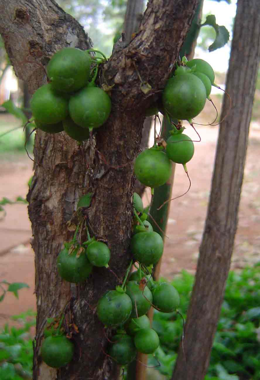 Halleria lucida Halleria lucida