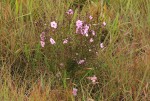 Sopubia mannii var. tenuifolia