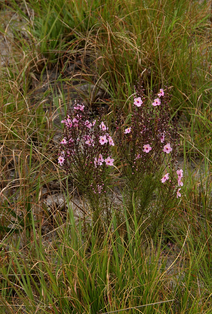 Sopubia mannii var. tenuifolia Sopubia mannii var. tenuifolia