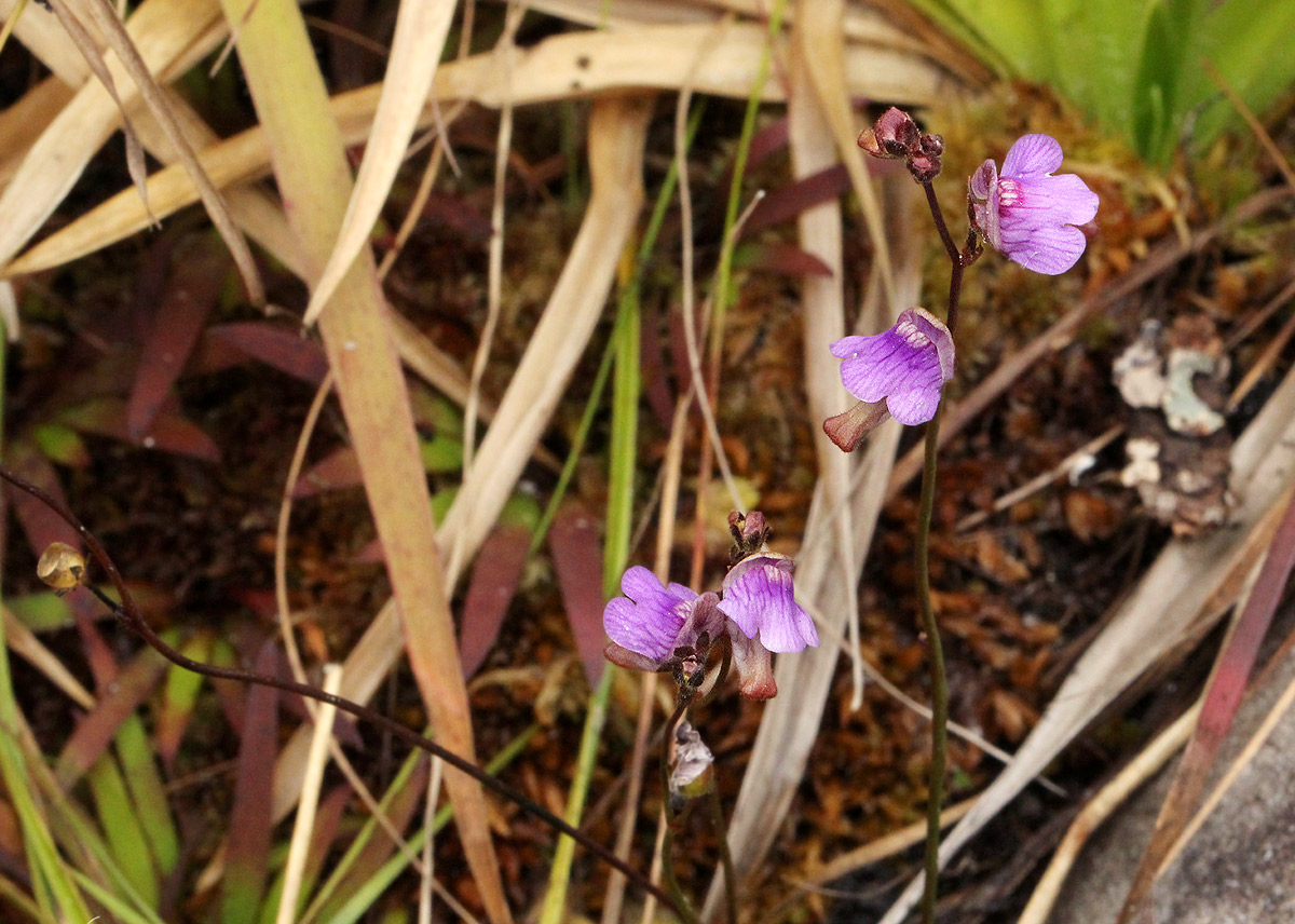 Genlisea hispidula Genlisea hispidula