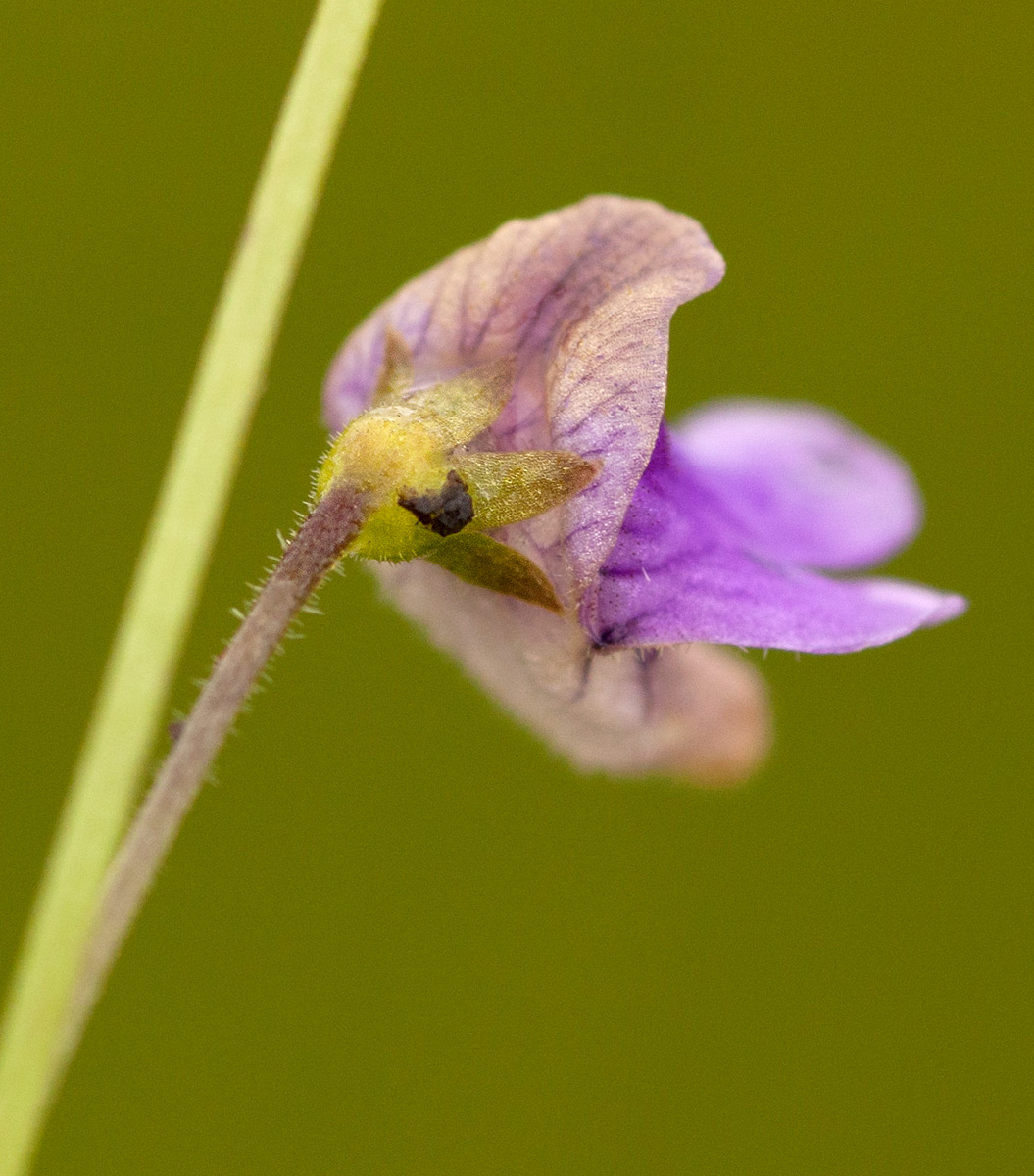 Genlisea hispidula Genlisea hispidula