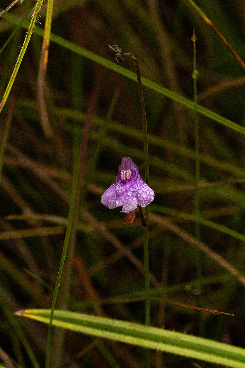 Genlisea hispidula Genlisea hispidula