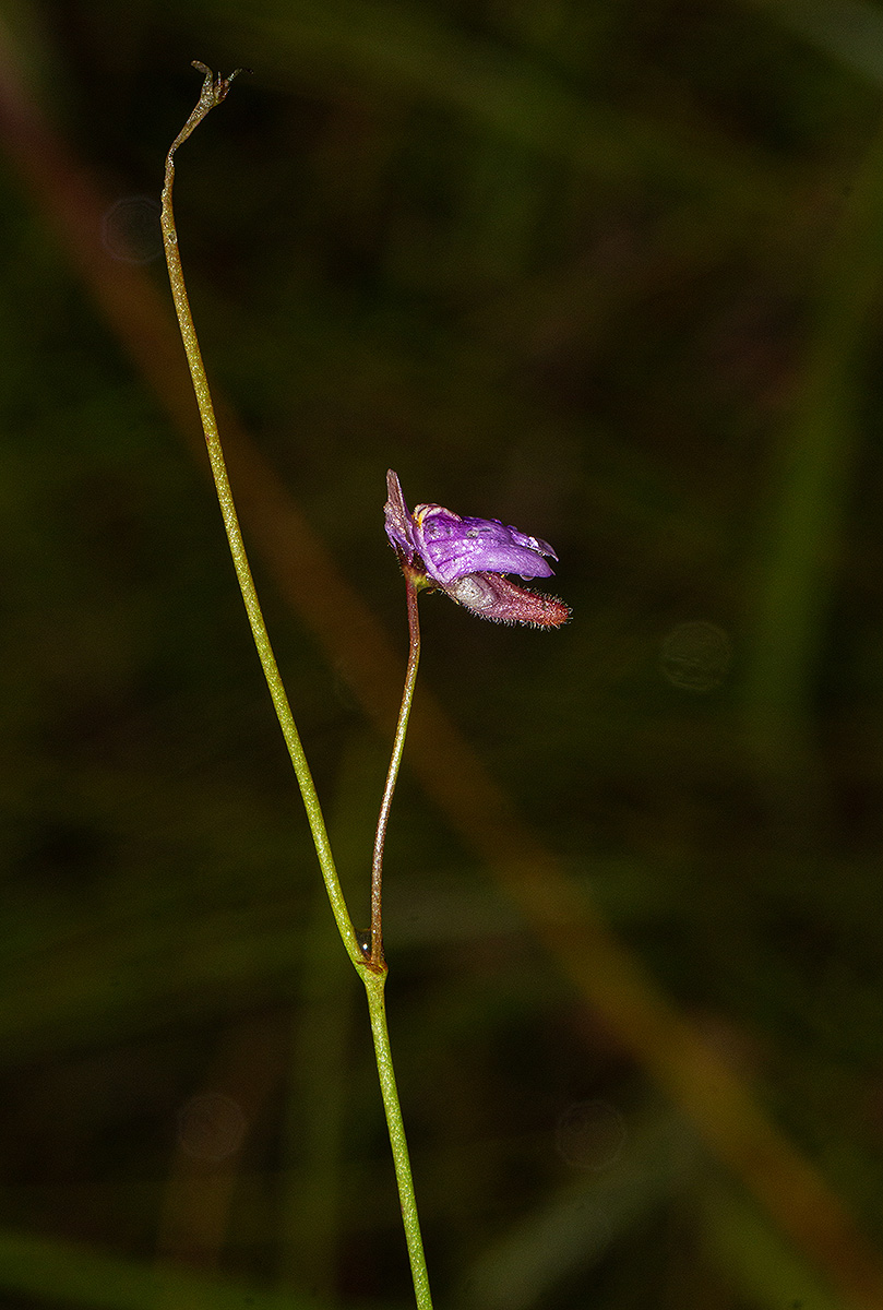 Genlisea hispidula Genlisea hispidula