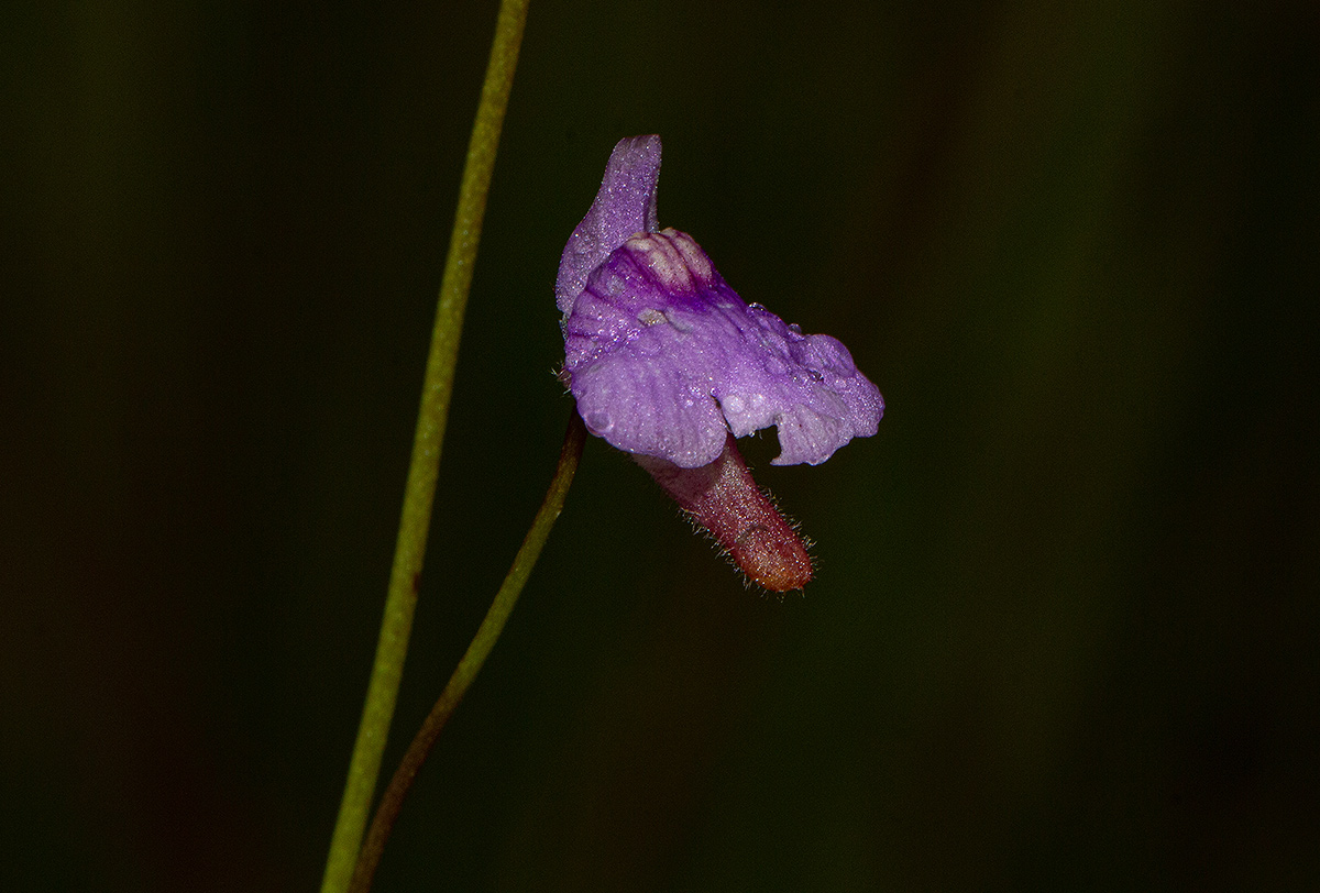 Genlisea hispidula Genlisea hispidula