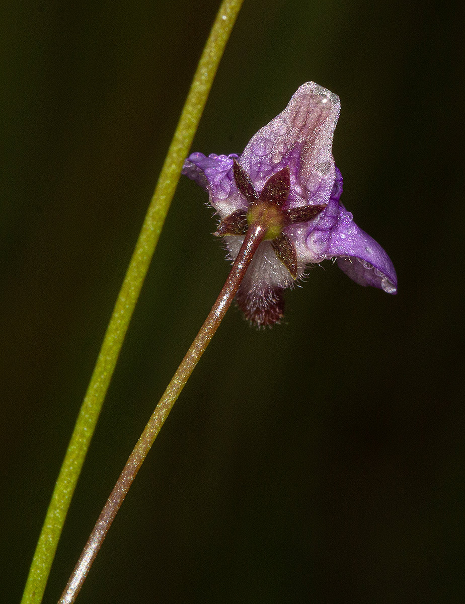 Genlisea hispidula Genlisea hispidula