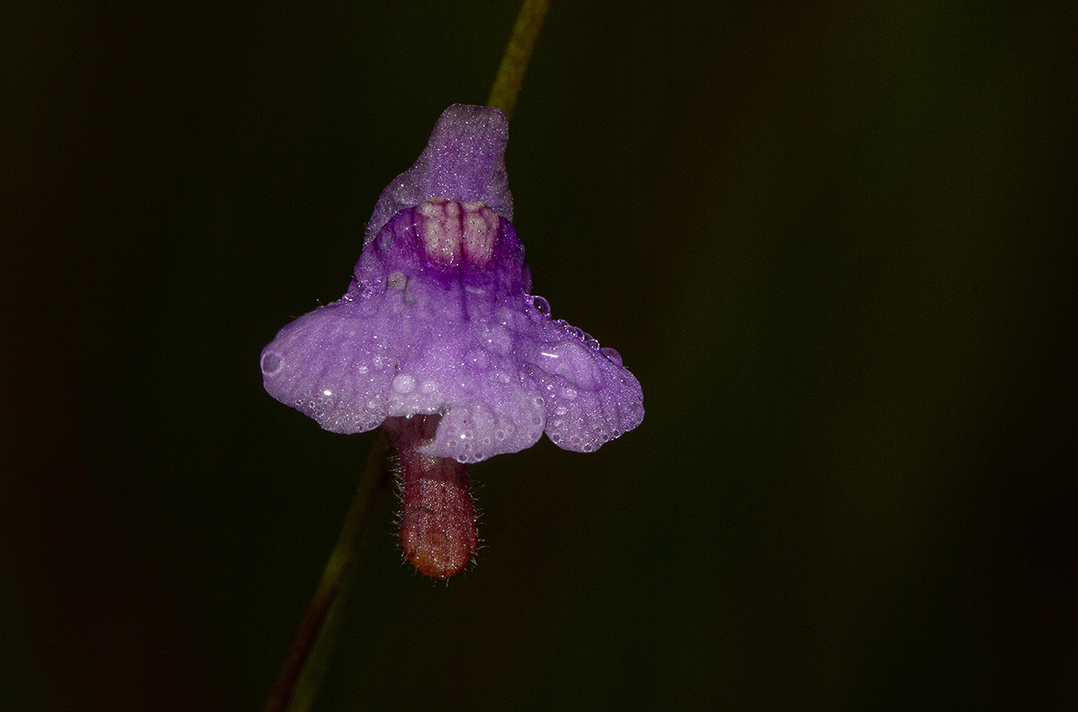 Genlisea hispidula Genlisea hispidula