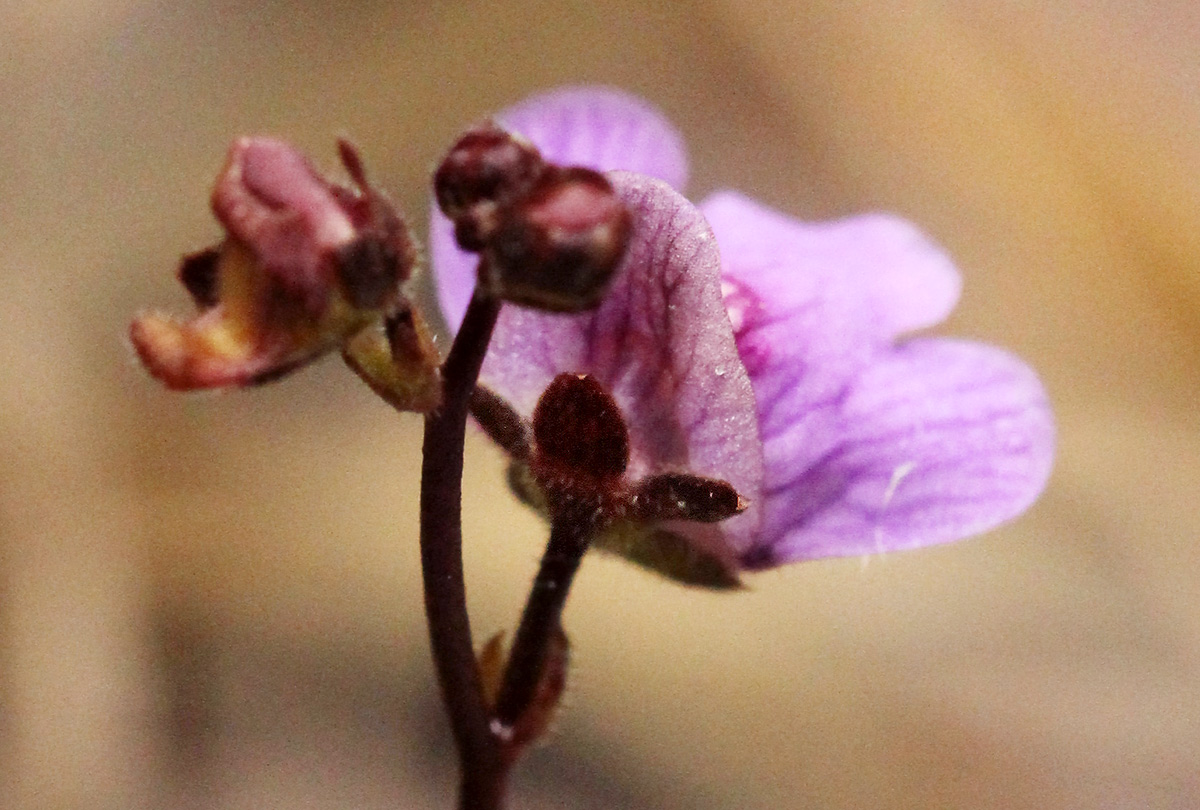 Genlisea hispidula Genlisea hispidula