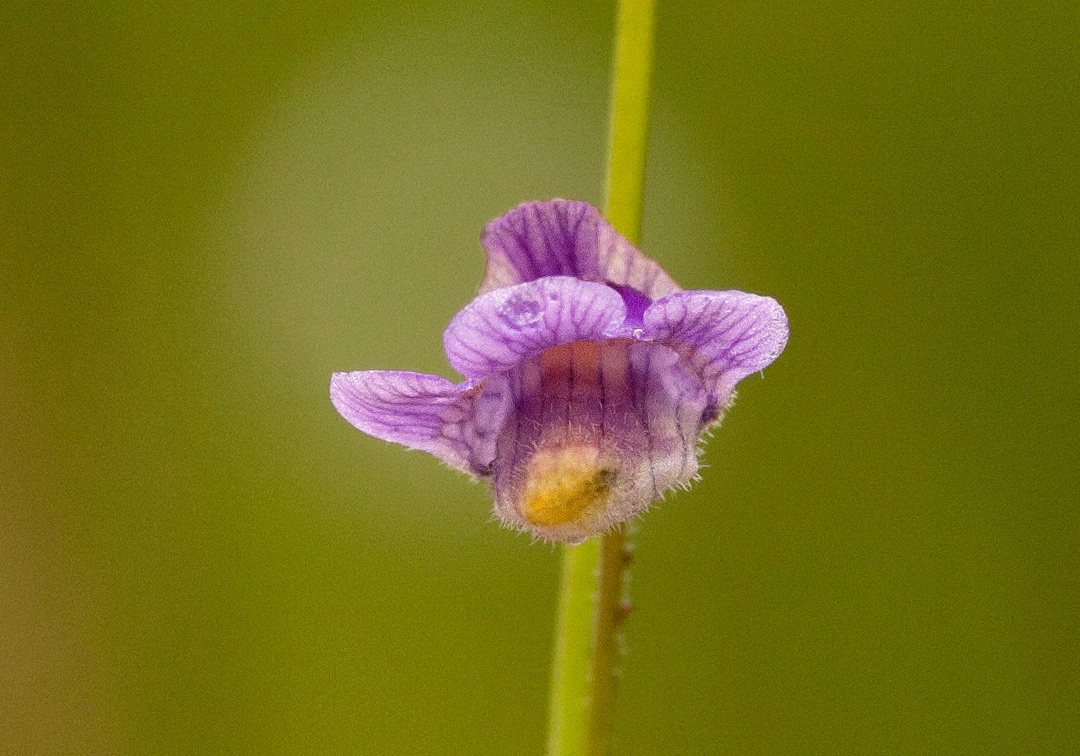 Genlisea hispidula Genlisea hispidula