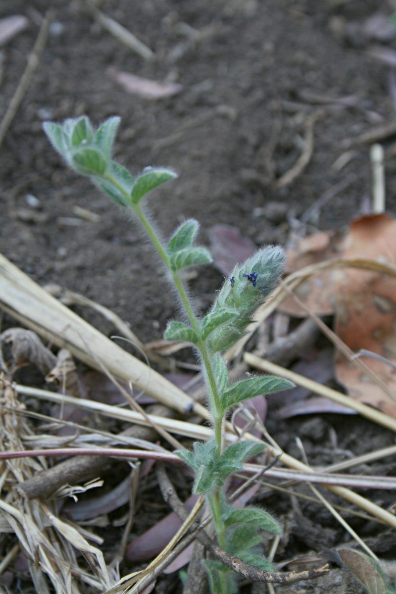 Nelsonia canescens Nelsonia canescens