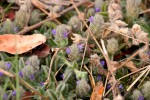 Nelsonia canescens