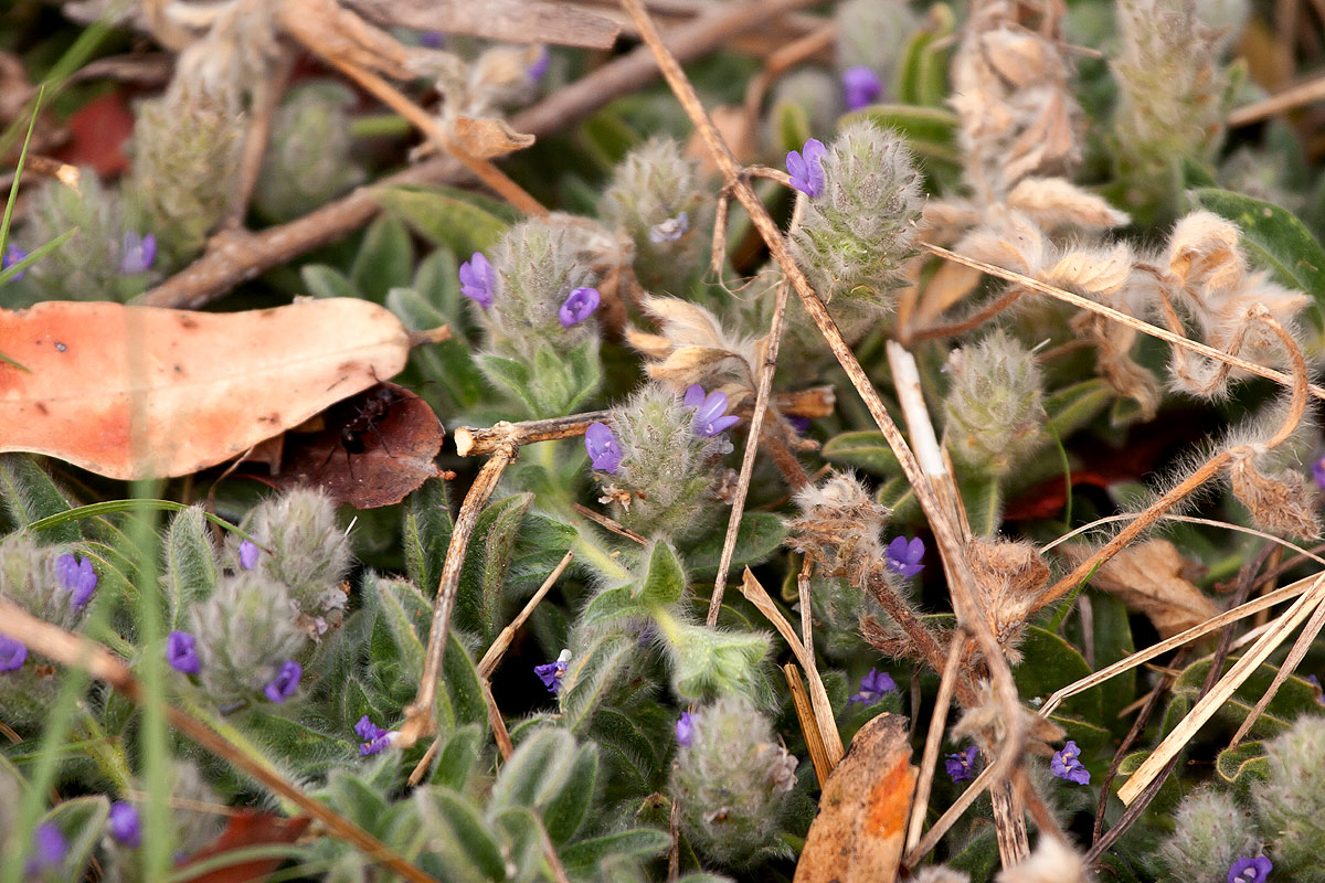 Nelsonia canescens Nelsonia canescens