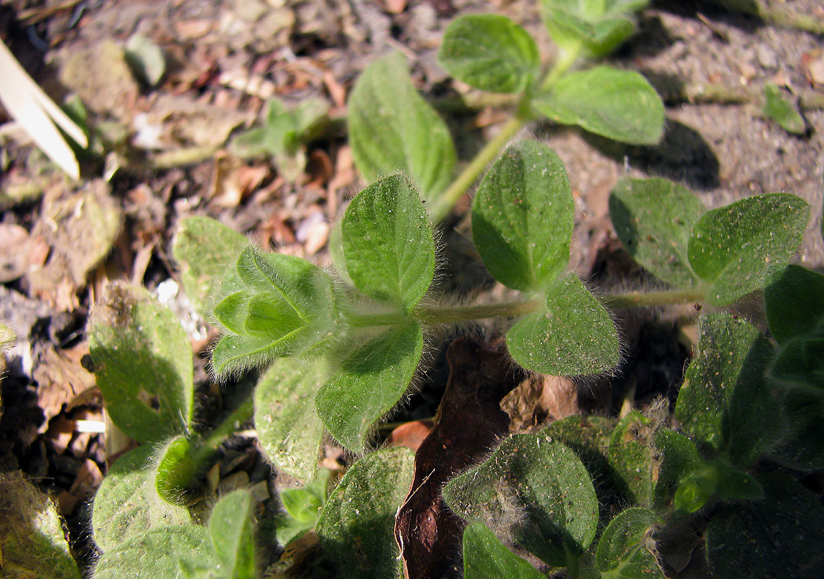 Nelsonia canescens Nelsonia canescens