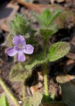 Nelsonia canescens