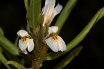 Hygrophila auriculata