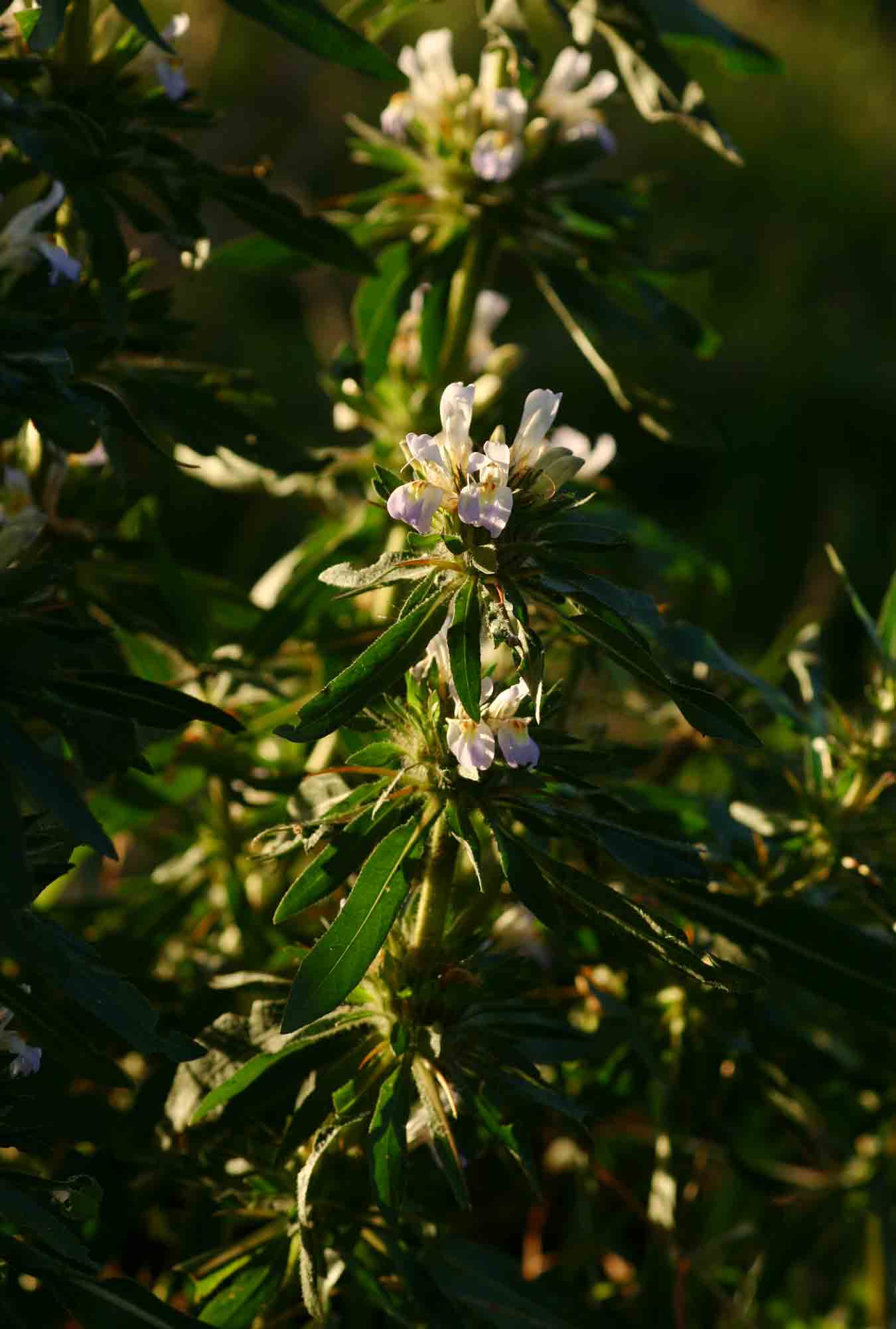 Hygrophila auriculata