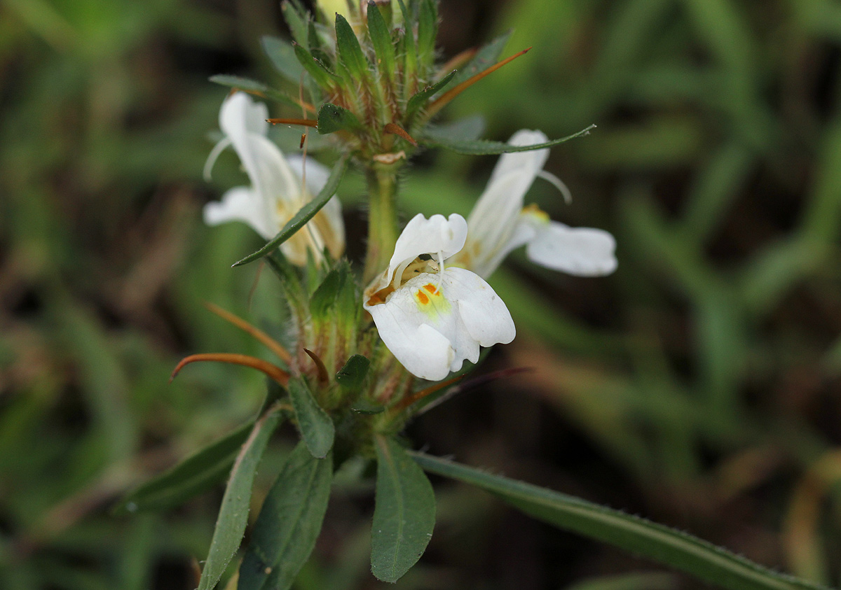 Hygrophila auriculata Hygrophila auriculata