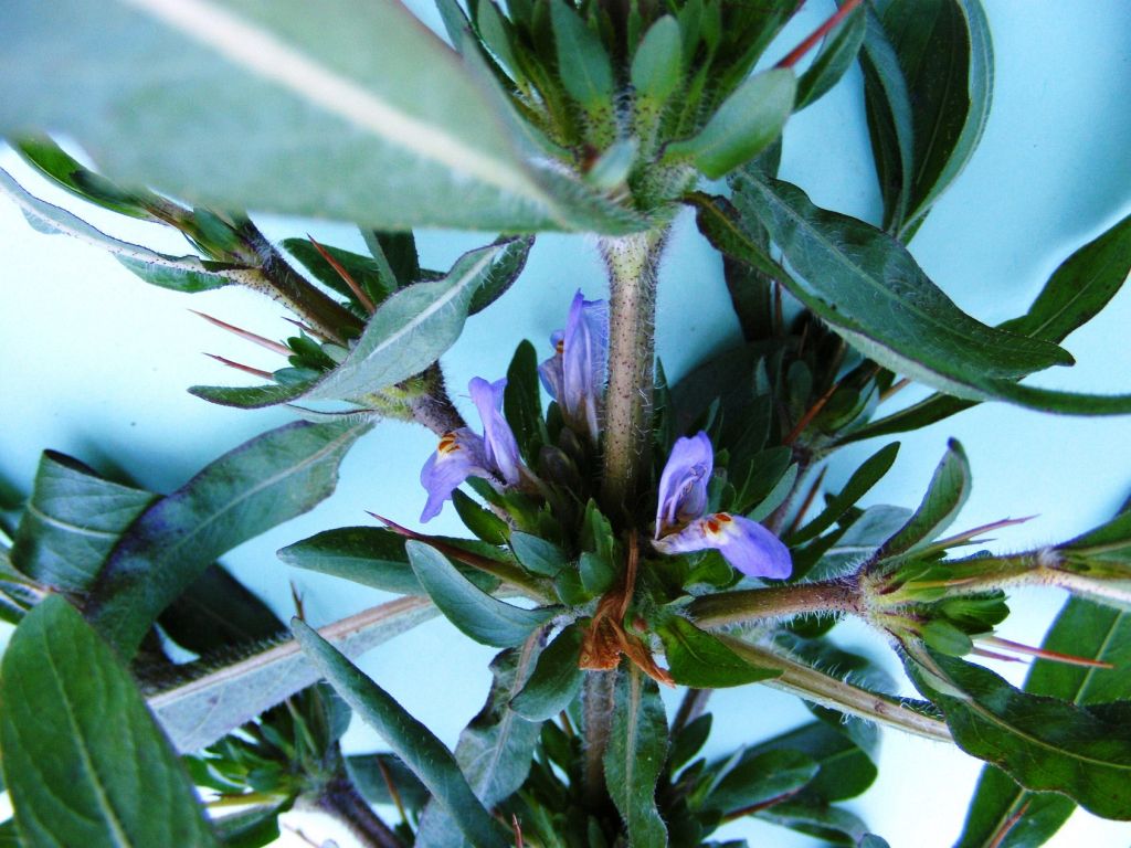Hygrophila auriculata