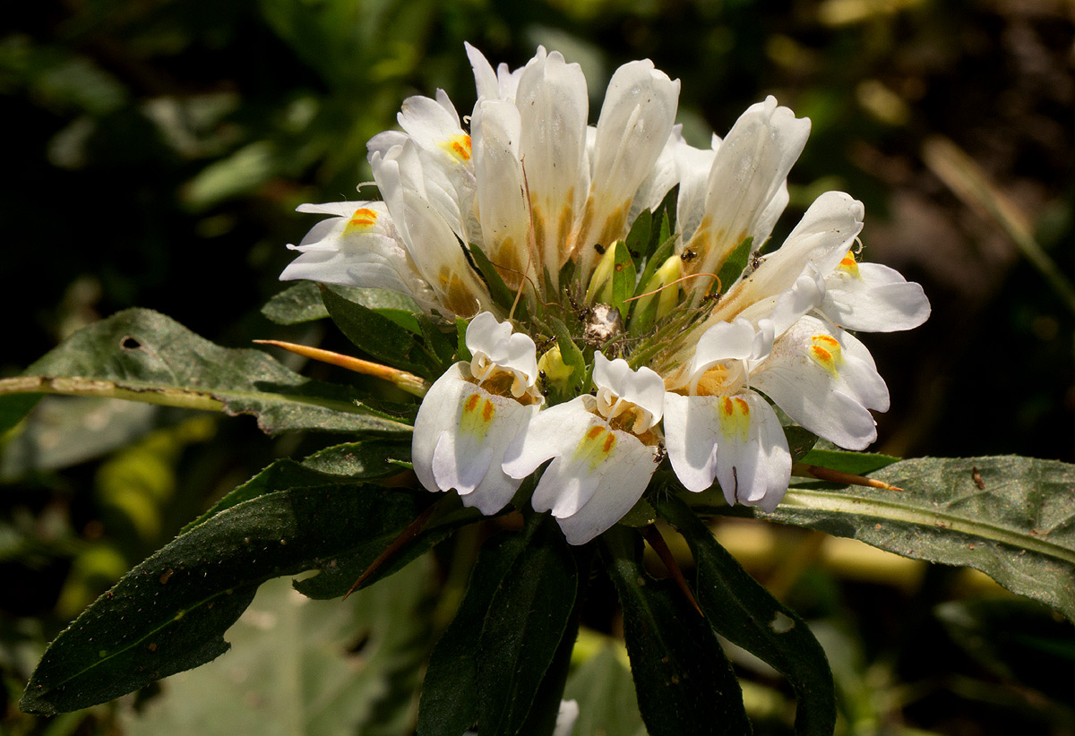 Hygrophila auriculata