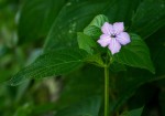Ruellia prostrata