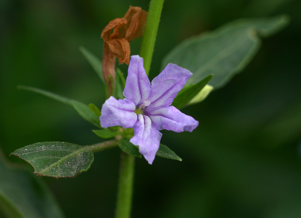 Ruellia prostrata Ruellia prostrata