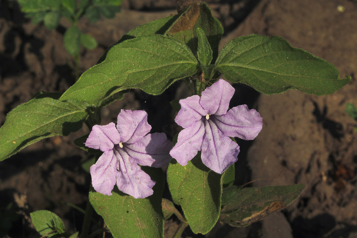 Ruellia prostrata Ruellia prostrata