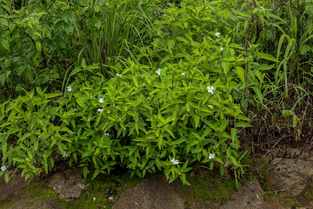 Ruellia prostrata Ruellia prostrata