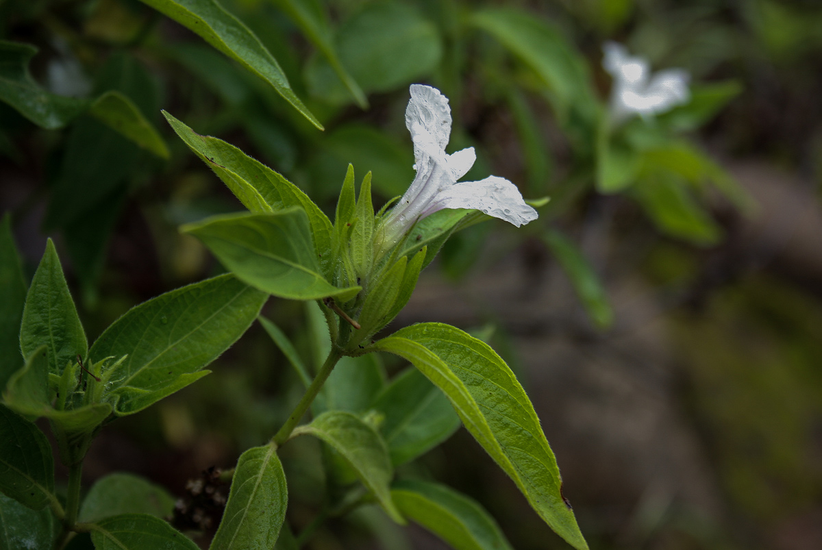 Ruellia prostrata Ruellia prostrata