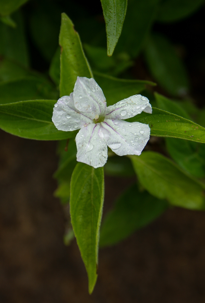 Ruellia prostrata Ruellia prostrata