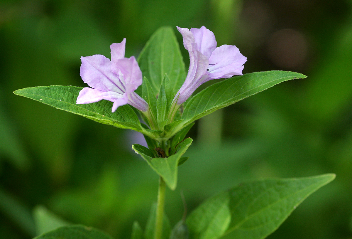Ruellia prostrata Ruellia prostrata