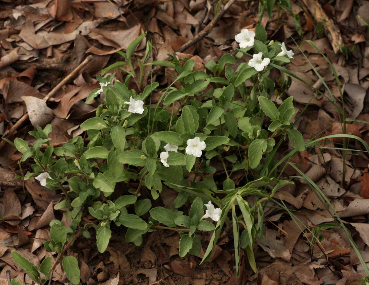 Ruellia patula Ruellia patula