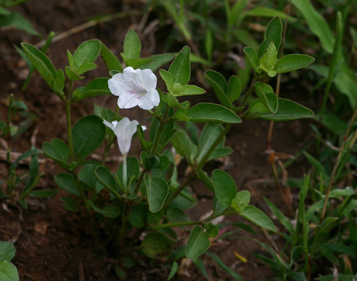 Ruellia patula Ruellia patula