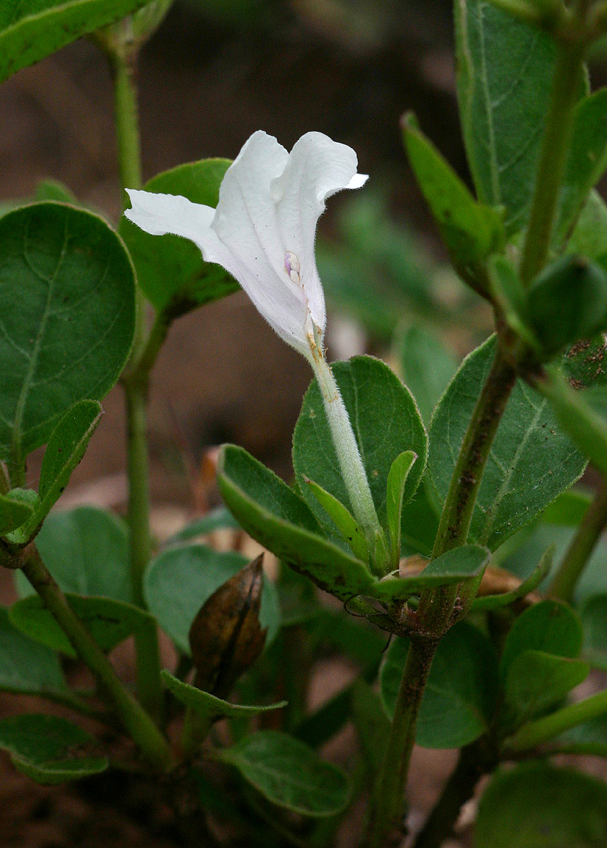 Ruellia patula Ruellia patula