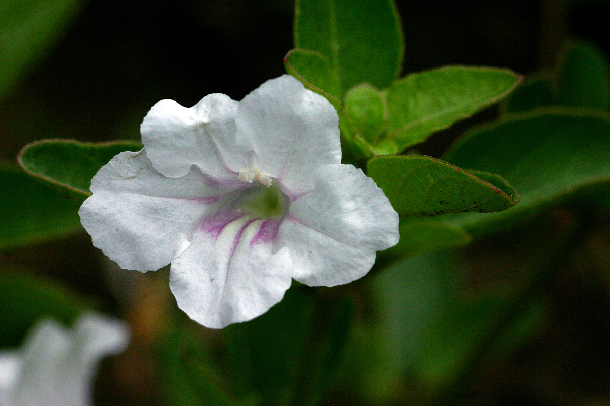Ruellia patula Ruellia patula
