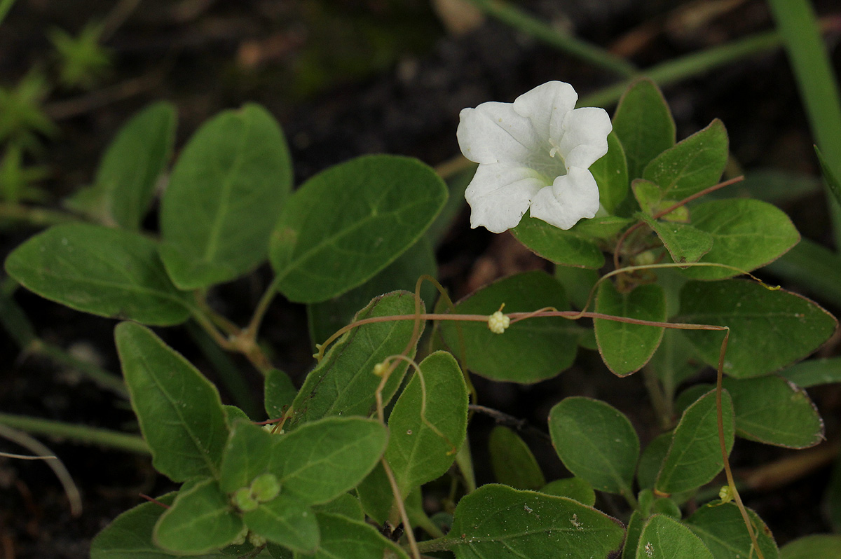 Ruellia patula Ruellia patula